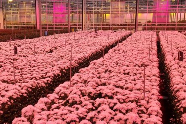 Duurzaam teeltsysteem chrysant heeft potentie Duurzaam teeltsysteem chrysant heeft potentie