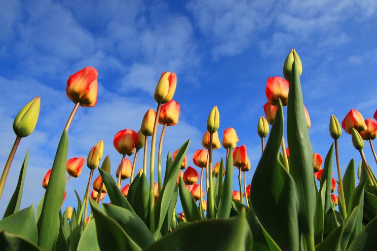 Irene Schouten opent Nationale Tulpendag 2023