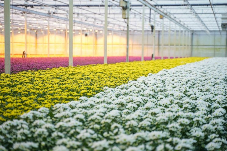 Bosbloemen komt met drie nieuwe chrysanten Bosbloemen komt met drie nieuwe chrysanten