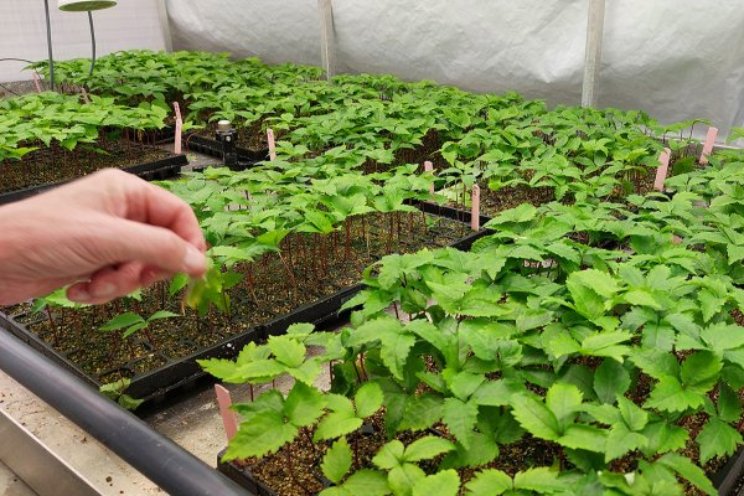 Duurzamere teeltmethode voor medicinale ginseng Duurzamere teeltmethode voor medicinale ginseng