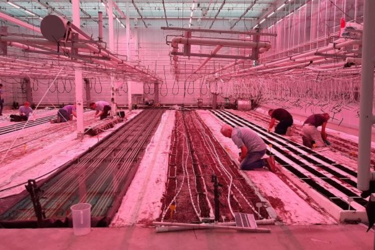 WUR onderzoekt duurzamer systeem freesia WUR onderzoekt duurzamer systeem freesia