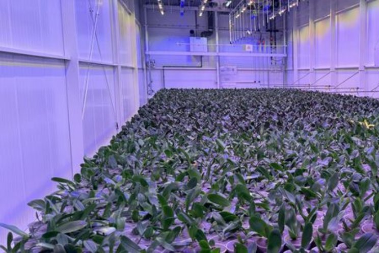 Nieuwe teeltsystemen Phalaenopsis onderzocht Nieuwe teeltsystemen Phalaenopsis onderzocht