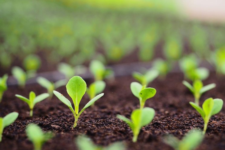 Dosering RHP-compost in substraten verhoogd Dosering RHP-compost in substraten verhoogd