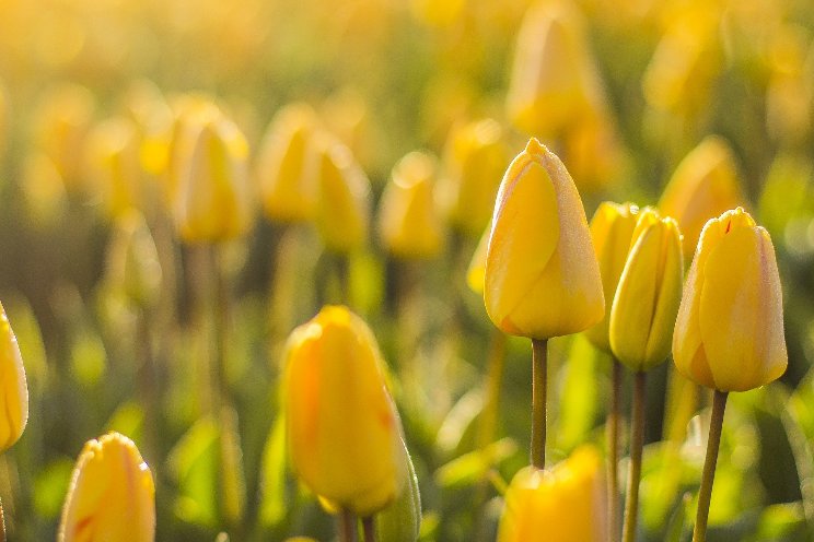 Energiezuinig tulpen broeien heeft impact Energiezuinig tulpen broeien heeft impact