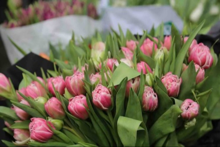 Stevige plus bloemen- en plantenexport Stevige plus bloemen- en plantenexport