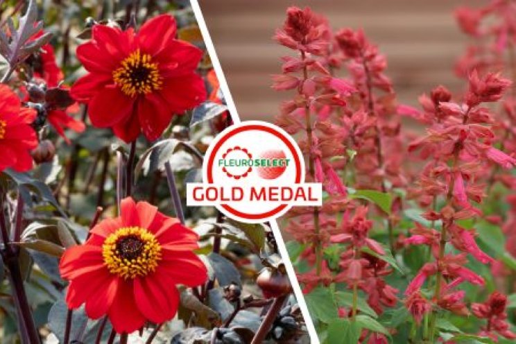 Fleuroselect maakt Gold Medal winnaars bekend Fleuroselect maakt Gold Medal winnaars bekend
