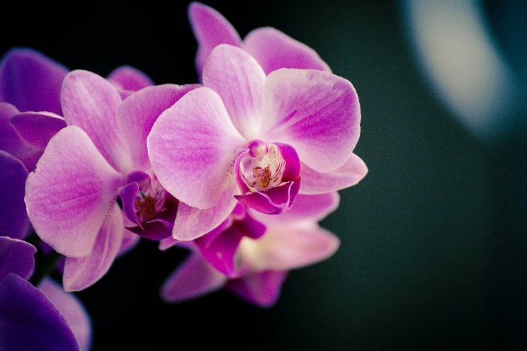 Ruimte voor meer Na bij recirculatie phalaenopsis Ruimte voor meer Na bij recirculatie phalaenopsis