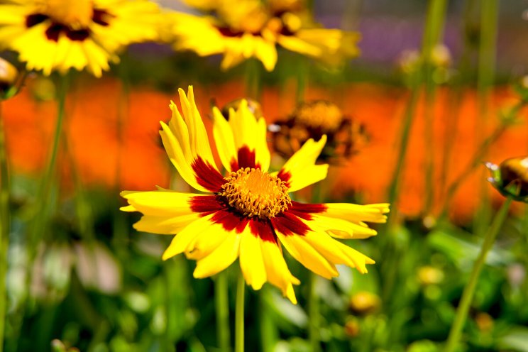 PanAmerican Seed doneert aan goede doelen PanAmerican Seed doneert aan goede doelen