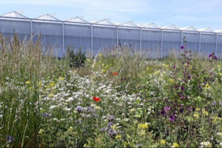 Tips voor verbetering biodiversiteit rond kas Tips voor verbetering biodiversiteit rond kas