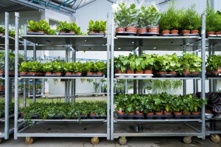 FloraHolland zet niet- en vroeg-veildagen op een rij FloraHolland zet niet- en vroeg-veildagen op een rij