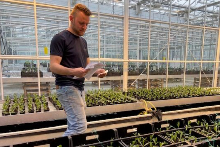 Start nieuwe proef met Lisianthus op water Start nieuwe proef met Lisianthus op water