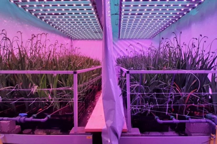 Wat is de beste LED-strategie voor freesia’s?