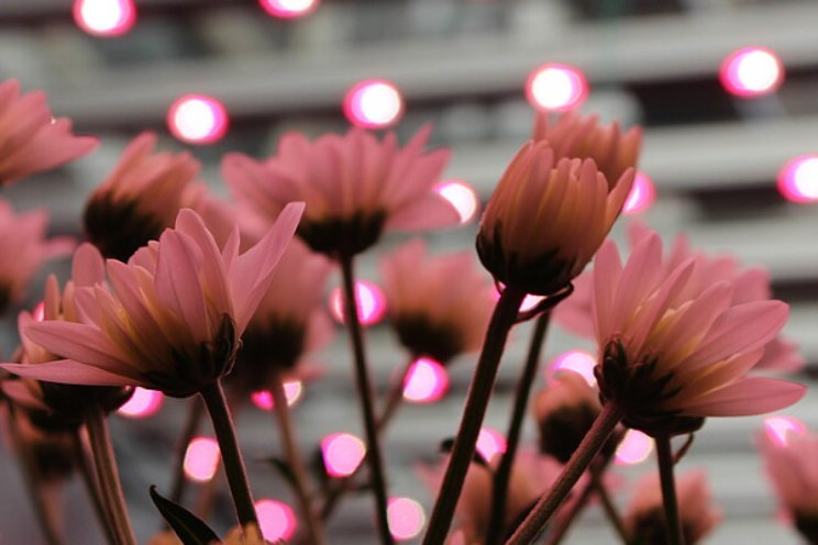 Rapport 'De Perfecte Chrysant' beschikbaar Rapport 'De Perfecte Chrysant' beschikbaar