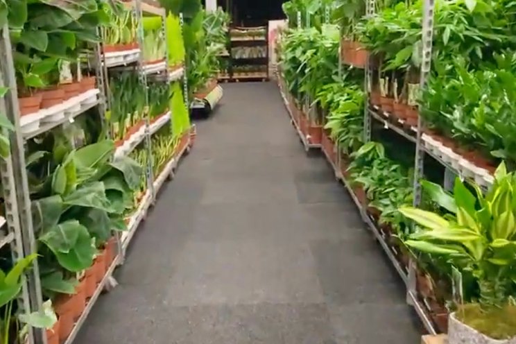 Ontdek de mooiste planten op de Vireõ huisbeurs Ontdek de mooiste planten op de Vireõ huisbeurs