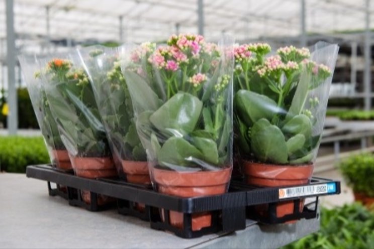 Hoe raakt nieuwe PPWR de sierteeltsector? Hoe raakt nieuwe PPWR de sierteeltsector?