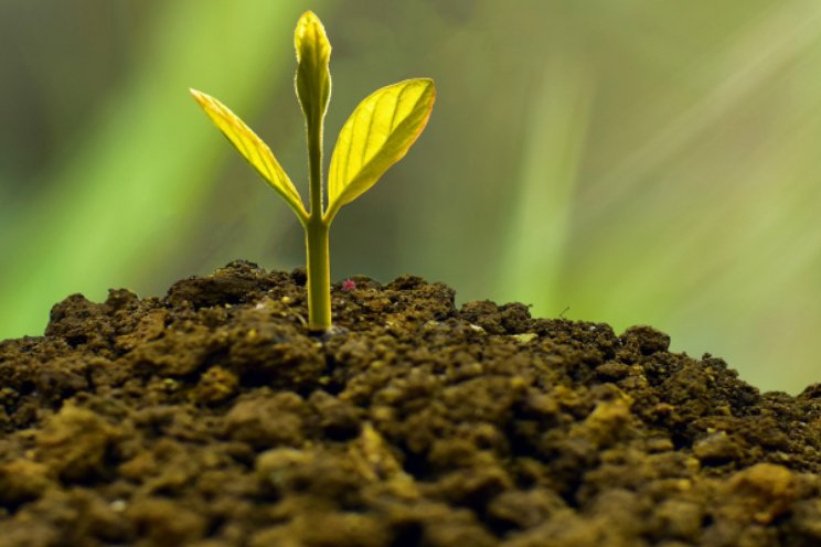 Jaarplan glastuinbouw: Plantgezondheid Jaarplan glastuinbouw: Plantgezondheid