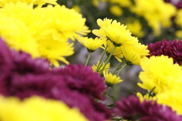 Impact CO2 op chrysanten in kaart gebracht