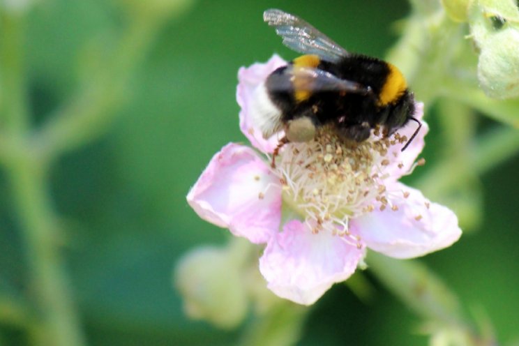 Biologische aanpak ook in de winter succesvol? Biologische aanpak ook in de winter succesvol?