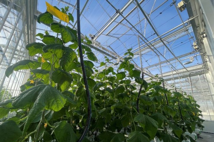 Effect van nutriënten op plantweerbaarheid Effect van nutriënten op plantweerbaarheid