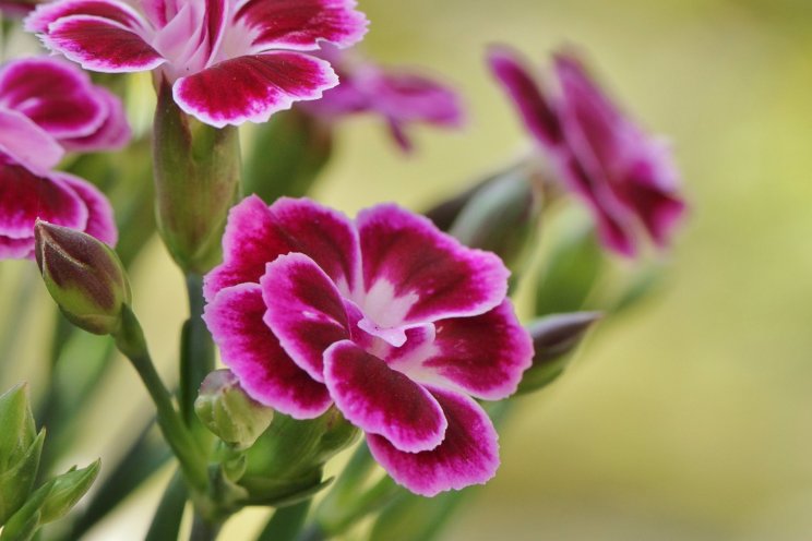 
VK stelt invoereisen voor vijftal snijbloemen uit
