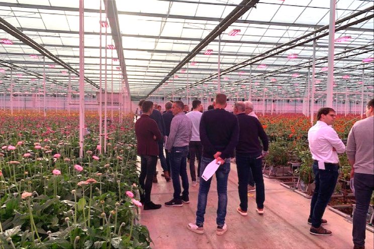 Gerbera-bijeenkomst rond LED en vochtbeheersing Gerbera-bijeenkomst rond LED en vochtbeheersing