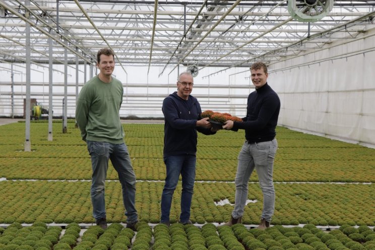 AltaNova neemt teelt over van Kooij Nertera Natural AltaNova neemt teelt over van Kooij Nertera Natural