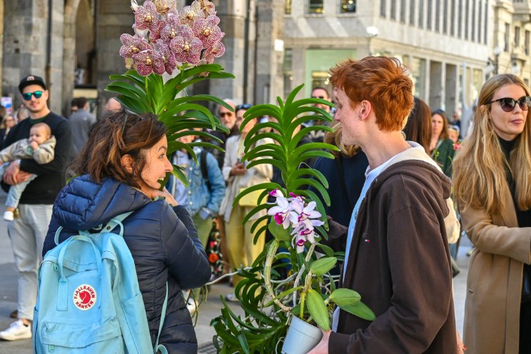 Honderden langbloeiende orchideeën voor Milaan Honderden langbloeiende orchideeën voor Milaan