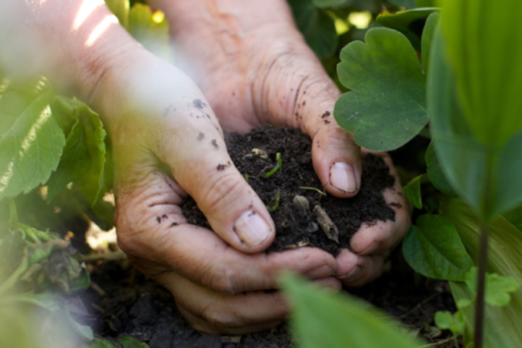 Jaarplan Plantgezondheid Jaarplan Plantgezondheid