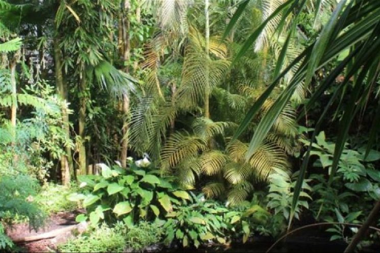 Hortus Amsterdam verhuist planten tijdelijk