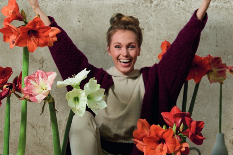 Nieuwe Amaryllis catalogus vanaf nu online in te zien Nieuwe Amaryllis catalogus vanaf nu online in te zien