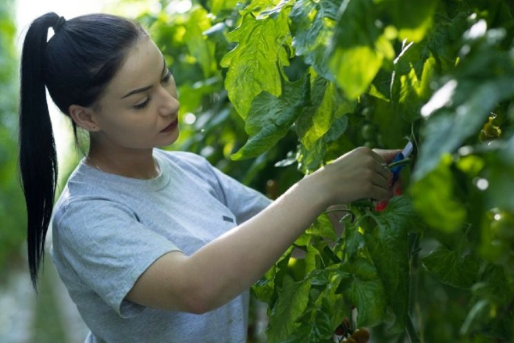 Tuinbouw goed voor bijna 3% Nederlandse economie