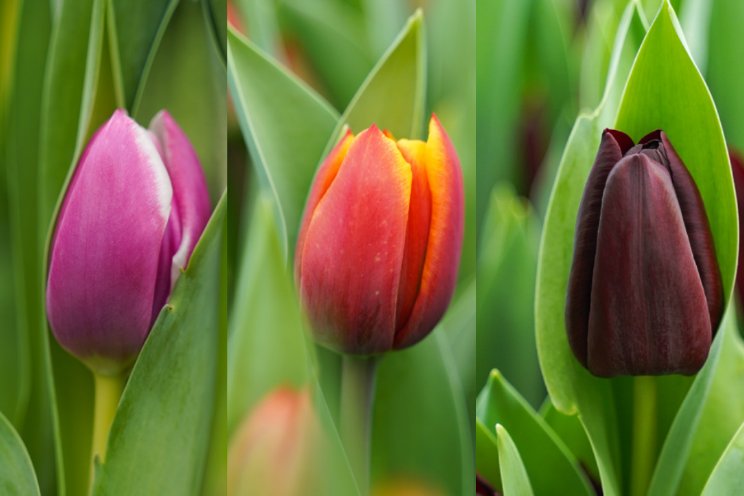 Nieuwe tulpen Borst Bloembollen Nieuwe tulpen Borst Bloembollen