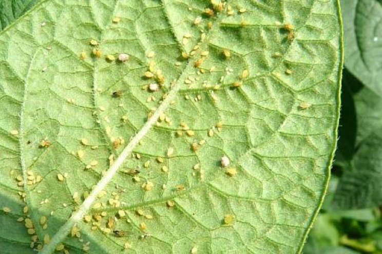 Biologische bestrijding van bladluis kansrijk Biologische bestrijding van bladluis kansrijk