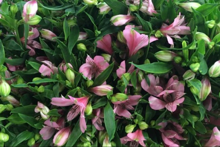 Groeiboost Alstroemeria door FR licht in LED