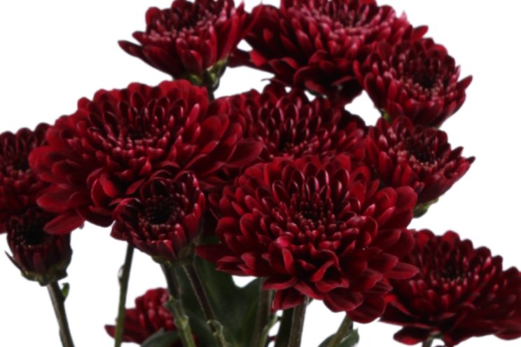 Nieuw: Santini ‘Jinda Red’ Nieuw: Santini ‘Jinda Red’