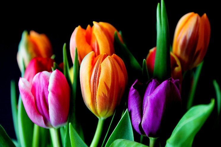 Data Tulpenkeuring 2023 Data Tulpenkeuring 2023