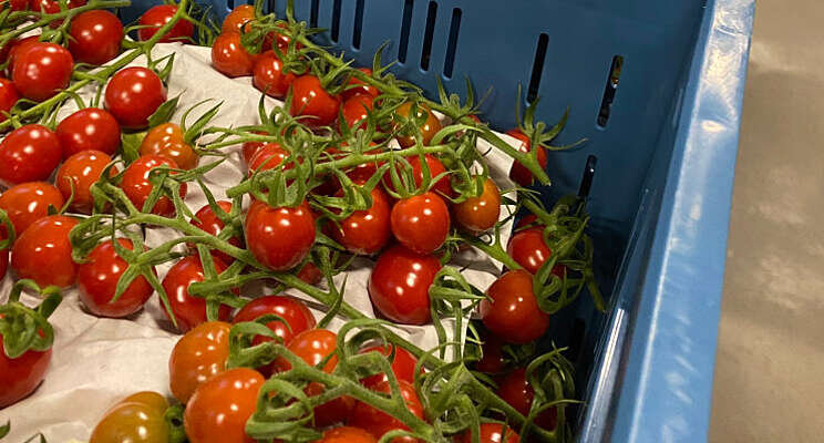 Lans schakelt van tomaat naar komkommer